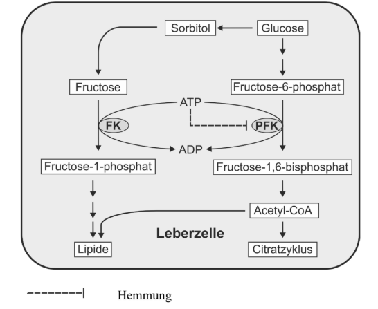 Schematische Darstellung des Fructose-/Glucose-Stoffwechsels in einer Leberzelle mit Enzymen, ATP-Regulation und Abzweigungen.
